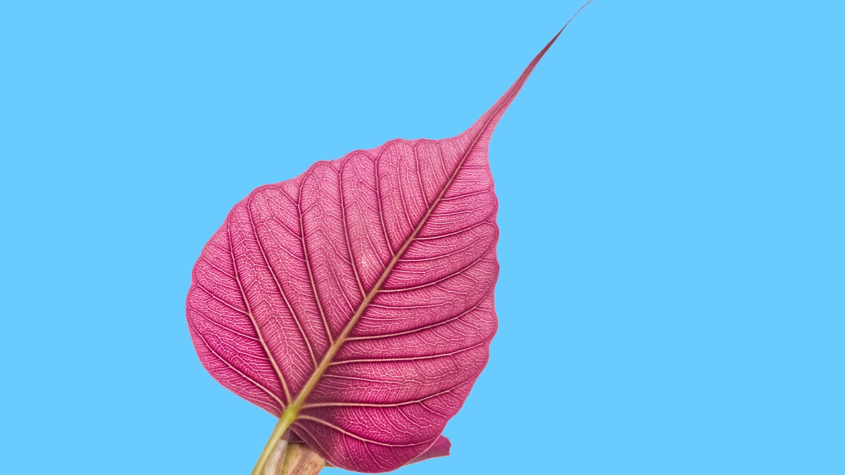 세련된 디자인의 영문 이력서가 놓여 있는 책상 위에 만년필과 안경이 놓여 있고 배경에 흐릿하게 맥북 화면이 보이는 정갈한 이미지